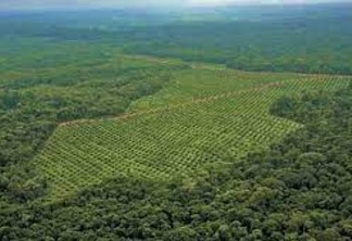 STJ: Desocupação da Brasil Bio Fuels no Pará impactaria fornecimento de energia do estado
