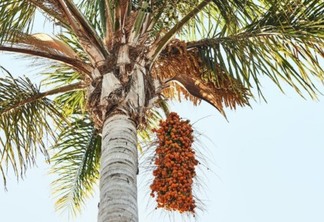 Área destinada ao cultivo de palma de óleo pode ser 155 vezes maior, diz BBF