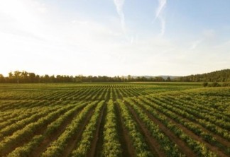 Geração solar distribuída aumenta competitividade de vinícolas da Campanha Gaúcha