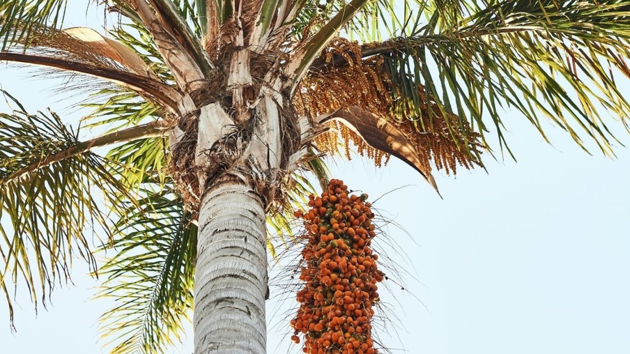 Área destinada ao cultivo de palma de óleo pode ser 155 vezes maior, diz BBF
