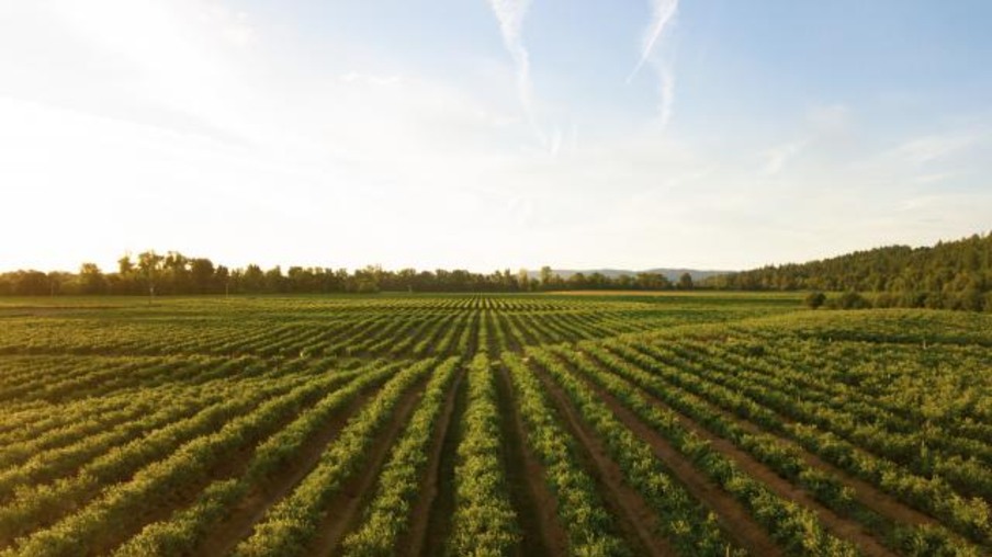 Geração solar distribuída aumenta competitividade de vinícolas da Campanha Gaúcha